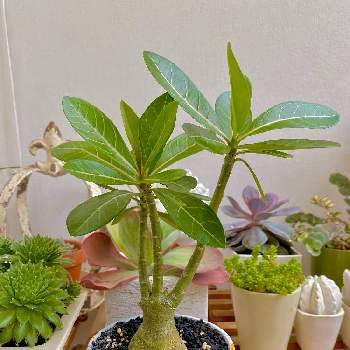 ベランダの植物たちの投稿画像一覧 Greensnap グリーンスナップ