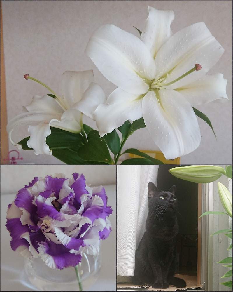 カサブランカの投稿画像 By Mari Catさん 八重咲きトルコキキョウと切り花と一輪挿しとトルコキキョウ マジシャンボーイ 21月6月日 Greensnap グリーンスナップ