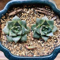 大和錦,多肉植物,鉢植え,葉挿し,ダイソーの画像