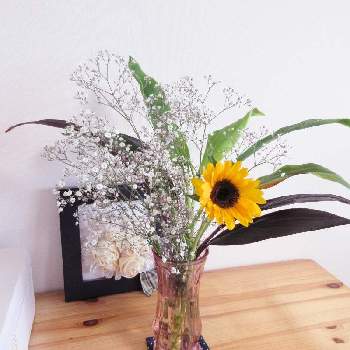 投げ入れの投稿画像一覧 Greensnap グリーンスナップ