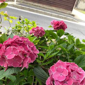 赤い紫陽花の投稿画像一覧 Greensnap グリーンスナップ 赤い紫陽花の投稿画像一覧 Greensnap グリーンスナップ