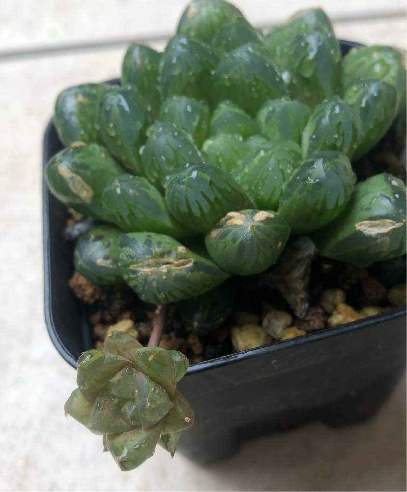 ハオルチアの花子 花仔 を見守る Greensnap グリーンスナップ