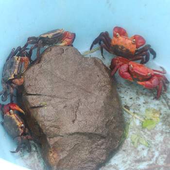 小網代の森の投稿画像一覧 Greensnap グリーンスナップ