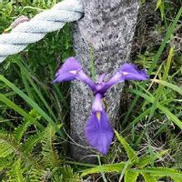 カキツバタ 燕子花 の育て方 種の植え方や植え替え時期は Greensnap グリーンスナップ