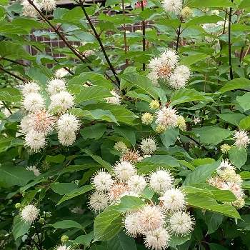 タニワタリノキの投稿画像一覧 Greensnap グリーンスナップ