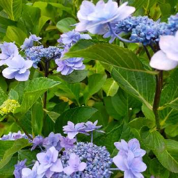 紫陽花 城ヶ崎の投稿画像一覧 Greensnap グリーンスナップ