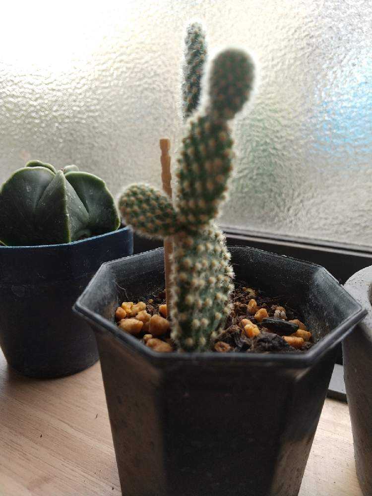うさぎサボテン成長日記｜🍀GreenSnap（グリーンスナップ）