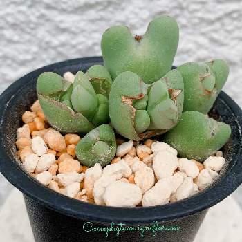 最も優遇 コノフィツム 多肉植物 ムイリアホルテンセ 女仙 大注目 Pegasusarabians Com