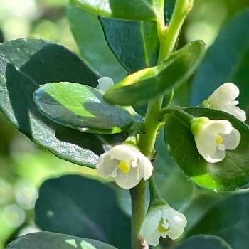 イヌツゲの花の投稿画像一覧 Greensnap グリーンスナップ