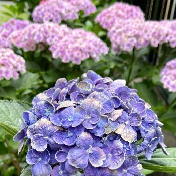 アジサイ ポップコーンの投稿画像一覧 Greensnap グリーンスナップ