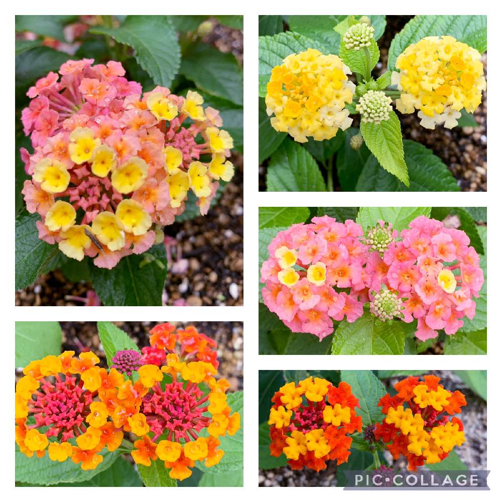 晴れ！の投稿画像 by ももちゃんさん｜お花大好き♡と ランタナと花壇の花とおうち園芸とGSに感謝。と感謝 ️と日々