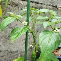 ハバネロの育て方 種まきの時期と方法 栽培適所は Greensnap グリーンスナップ