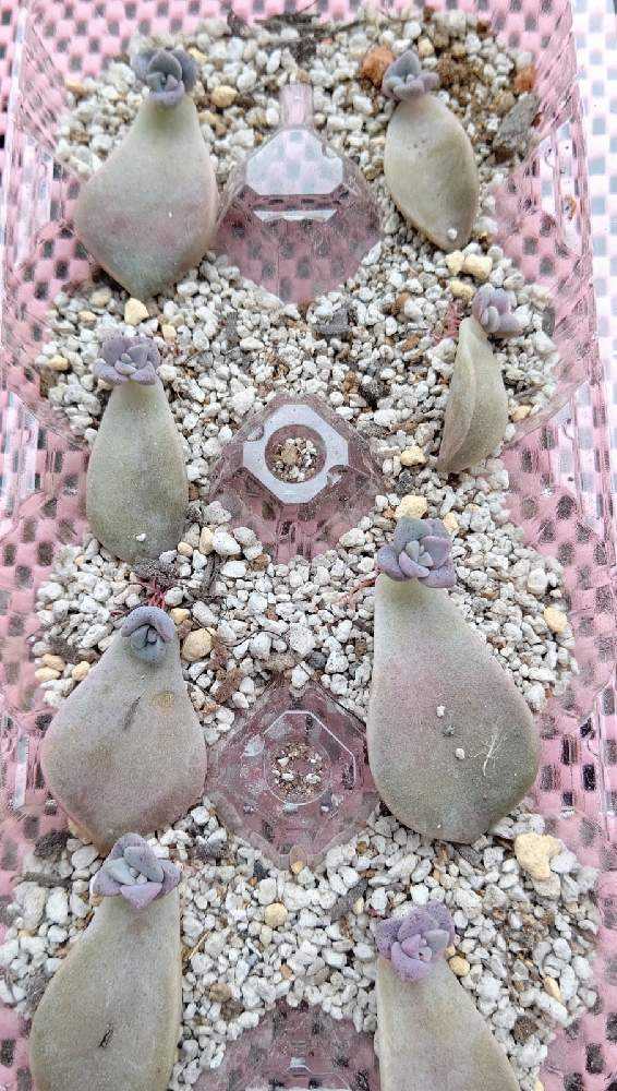 パープルディライト」の葉挿し🌱｜🍀GreenSnap（グリーンスナップ）