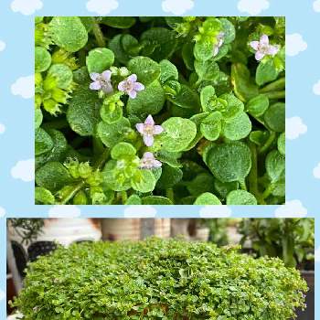 コルシカミントの投稿画像一覧 Greensnap グリーンスナップ