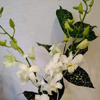 デンドロビウム ファレノプシス デンファレ の投稿画像一覧 Greensnap グリーンスナップ