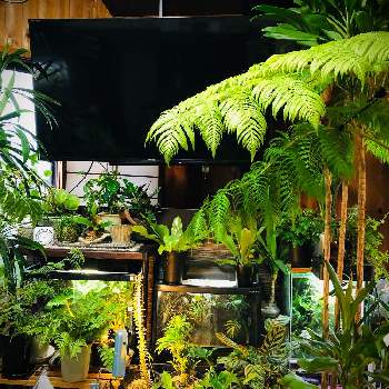リビングジャングル化の画像 by ニコちゃんさん | 部屋とヘゴとおうち園芸とリビングジャングル化と埼玉と南国風とお家ジャングル