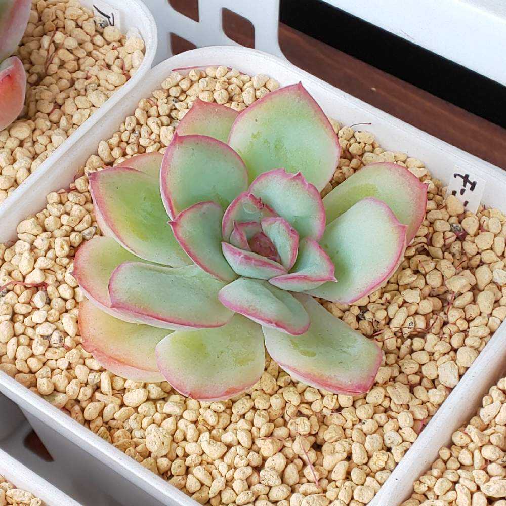 売却済み3/13撮影)モーニング(抜き苗)多肉植物 売却済み3/13撮影)モーニング(抜き苗)多肉植物 売却済み3/13撮影