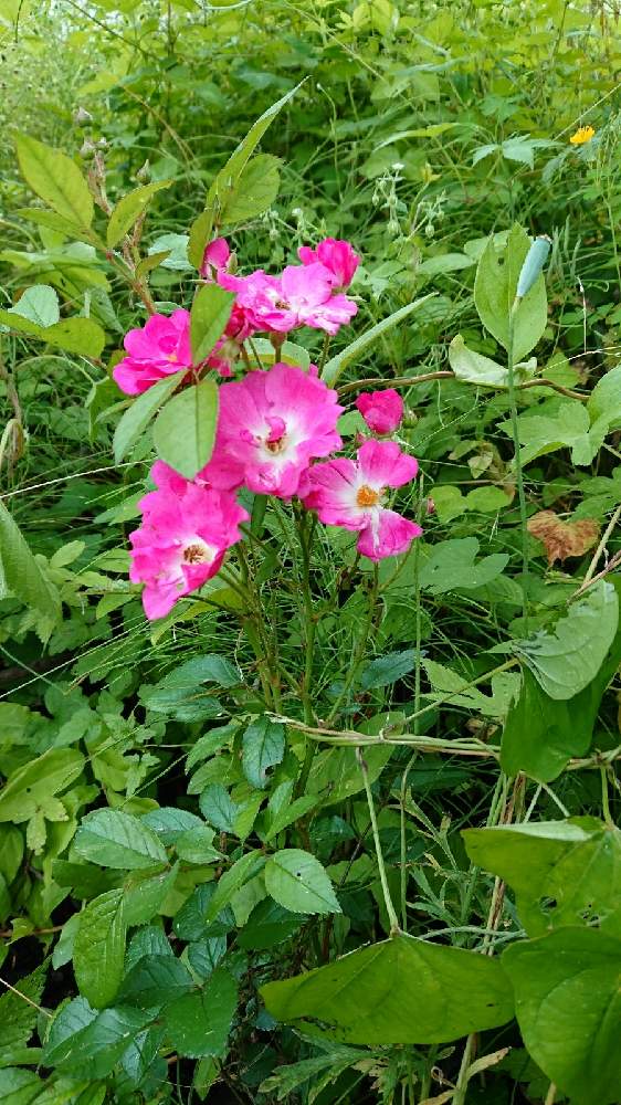 週末の野良作業 ジャガイモと玉ねぎの収穫 Greensnap グリーンスナップ