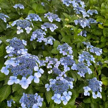 装飾花の画像 by kikuchixさん | 広い庭とアジサイと紫陽花と額紫陽花とガクアジサイと雨が似合うと青い花と装飾花