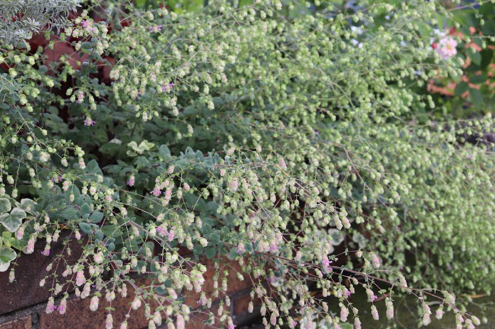 花壇の投稿画像 By なんちゃんさん 可愛い花とお花のある暮らしとオレガノ と花オレガノとオレガノディクタムナス 21月6月日 Greensnap グリーンスナップ