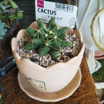 海王星の投稿画像一覧 Greensnap グリーンスナップ