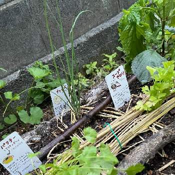 スープセロリの画像 by okapiさん | 小さな庭とシソとチャイブとパクチーとスープセロリと植物のある生活と植物のある暮らしと植物男子とおうち園芸とハーブとiPhone12Ｐroとガーデニングとおうちde菜園