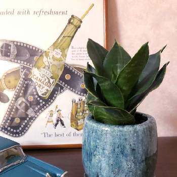 お気に入りの鉢と植物_2021の画像 by AKKOさん | 階段/廊下とサンスベリアとお気に入りの鉢と植物_2021