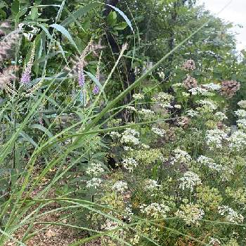 リーフガーデンの投稿画像一覧 Greensnap グリーンスナップ