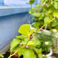 ライムの育て方 収穫時期や剪定方法は 鉢植え栽培もできる Greensnap グリーンスナップ