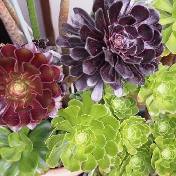 宝珠の投稿画像一覧 Greensnap グリーンスナップ