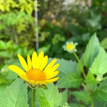 ヒメヒマワリ サンバーストの投稿画像一覧 Greensnap グリーンスナップ