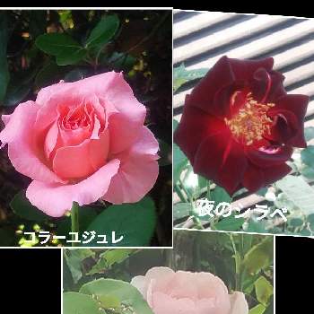 薔薇コラーユジュレの画像 by メリーさん | 小さな庭と薔薇ピンクアバンダンスと薔薇 夜のシラベとおうち園芸と薔薇コラーユジュレと鉢植えと小さい花壇と花のある暮らしと狭い花壇と地植え