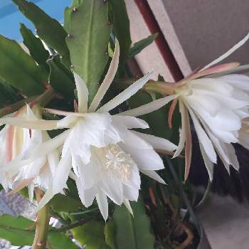 クジャクサボテンの投稿画像一覧 Greensnap グリーンスナップ