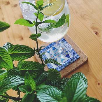 ミントの香りの投稿画像一覧 Greensnap グリーンスナップ