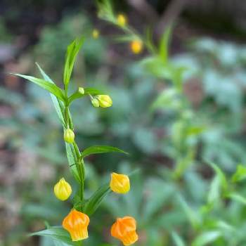 ベル型の花の投稿画像一覧 Greensnap グリーンスナップ