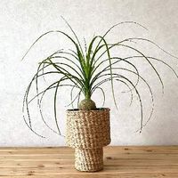 トックリランの育て方 植え付けや植え替えの時期は Greensnap グリーンスナップ