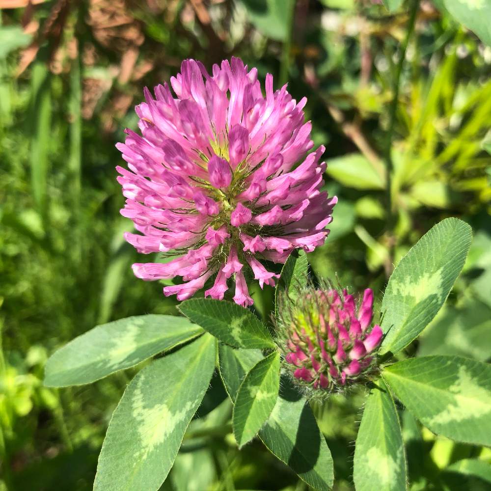 アカツメグサの投稿画像 By わき れーじさん 赤色の花 21月6月21日 Greensnap グリーンスナップ