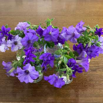 サフィニア・ヘブンリーブルーの画像 by おしずさん | サフィニア・ヘブンリーブルーとブルーの花と花のある暮らしとかわいい花とお部屋に花を