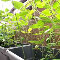 枝豆,種まきっ子,ベランダ菜園,プチ家庭菜園,埼玉の画像