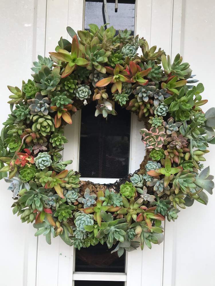 多肉植物の投稿画像 By ヒロたんさん 多肉植物リースと壁掛けハンギングと多肉の寄せ植えと多肉植物のリースと寄せ植えと多肉救出とハンギングと多肉 ボランティアとリースと多肉処分品 21月6月21日 Greensnap グリーンスナップ