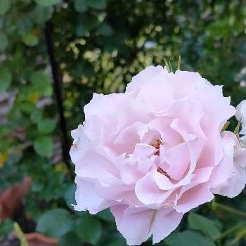 ラマリエの画像 by Bree Van de Kampさん | 小さな庭とばら バラ 薔薇とピンクの薔薇とおうち園芸とばら大好きとラ マリエ♥️と河本ローズとガーデニングと花のある暮らしとラマリエ