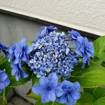 アジサイ おはようの投稿画像一覧 Greensnap グリーンスナップ