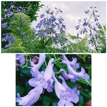 あおいパークの画像 by ジェットさん | お出かけ先とジャカランダと好きな花と大好きと可愛いと優しい色とチーム愛知とあおいパークと青紫の花