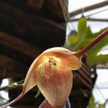 モンキーオーキッドの投稿画像一覧 Greensnap グリーンスナップ