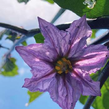 茄子の花の投稿画像一覧 Greensnap グリーンスナップ