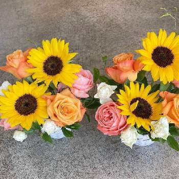 バラ ミルバの投稿画像一覧 Greensnap グリーンスナップ