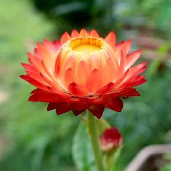 ヘリクリサム 帝王貝細工の投稿画像一覧 Greensnap グリーンスナップ