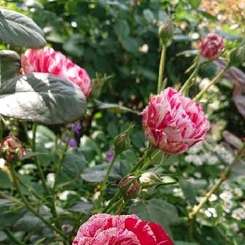 センチメンタル の投稿画像一覧 Greensnap グリーンスナップ