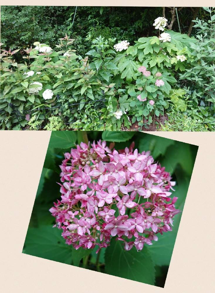 ピンクのアナベルの投稿画像 By ちっちさんさん カシワバアジサイ一重とpwピンクのアナベルと梅雨の季節と紫陽花 アジサイ あじさいとアナベル と 柏葉アジサイと花のある暮らしとpwプルーブンウィナーズと白い花 と庭の宿根草 21月6月21日 Greensnap