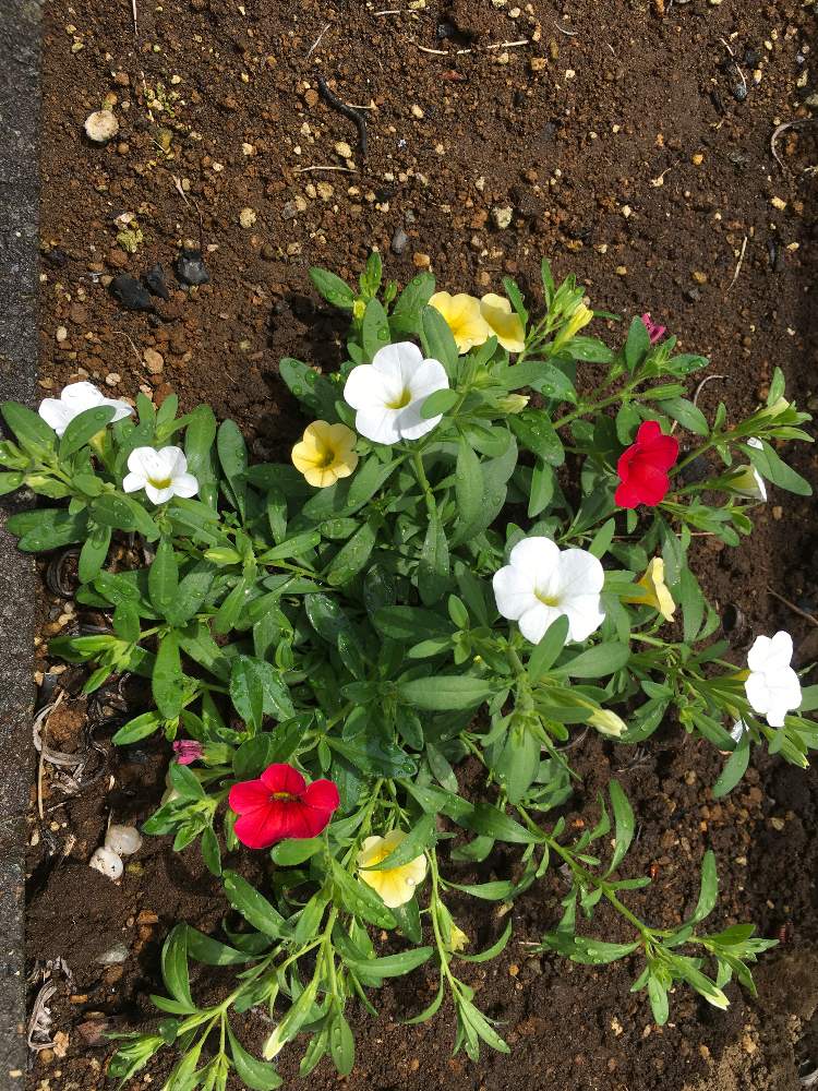 フェンスの画像 by HTさん | フェンスと赤い花❤とカリブラコア♡と黄色のお花と梅雨の晴れ間⛅と白い花♡